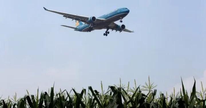 Bonobo: Nguồn Gốc Tiến Hóa Của Ngôn Ngữ Con Người?
